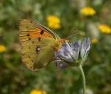 Clouded Yellow.