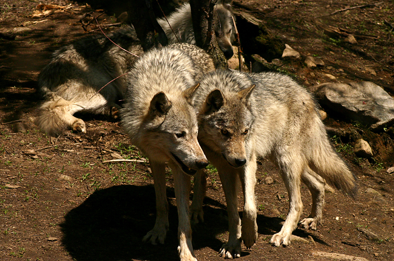 Wolf 01.jpg