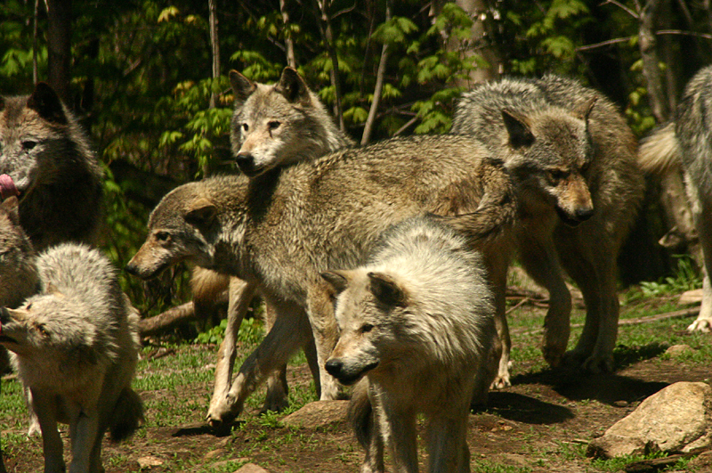Wolf 05.jpg
