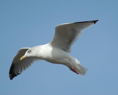 DSC_2231b.jpg