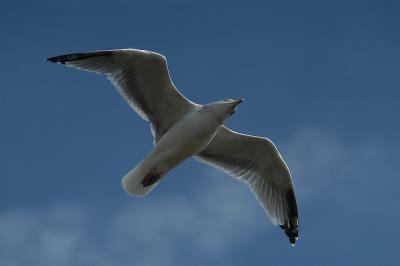 DSC_2428a.jpg