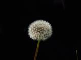 Dandelion Clock