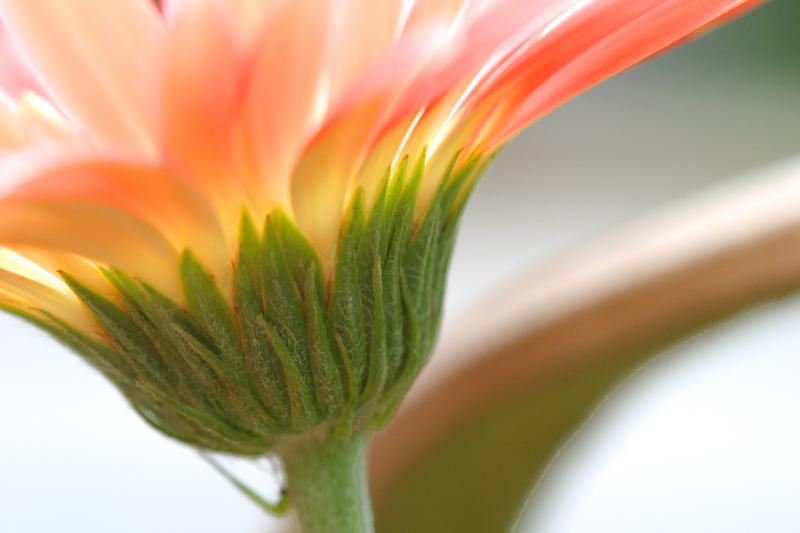 IMG_5922----underside flower backlit macro.jpg