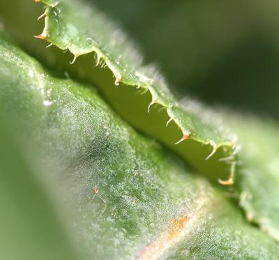 IMG_5834---side gnarly leaf cropped.jpg