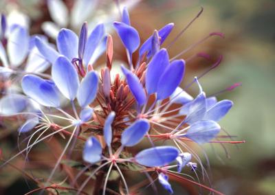 IMG_5848----delicate flower macro color changed.jpg