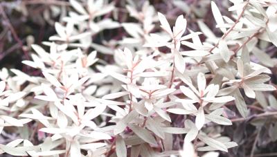 IMG_5895----bright colorless colored herbs.jpg