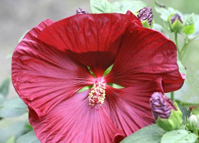 IMG_5902-----huge red flower not so close.jpg