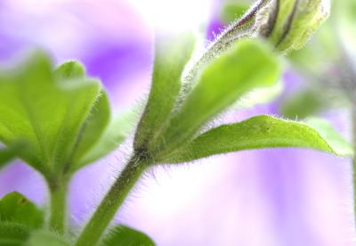 IMG_5933-----fuzzy plant.jpg