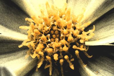IMG_5943--------artistic--fresco filter of sticky yellow reproductive flower.jpg