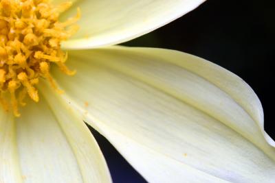 IMG_5945----yellow crocusy reproductive flower offset.jpg