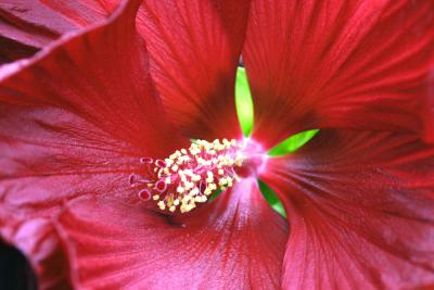 IMG_5903------huge red flower close up.jpg