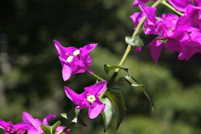 GranadaFlower1.jpg