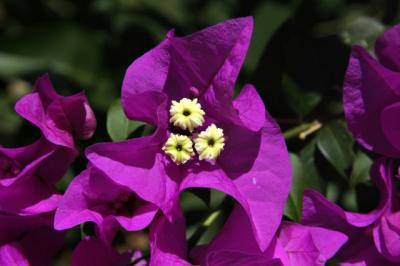 GranadaFlower2.jpg