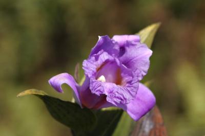 MombachoFlower2.jpg