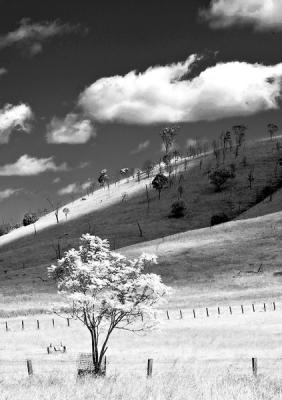 Woolooga Tree