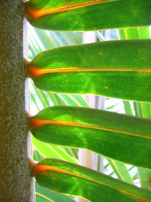 Palm frond