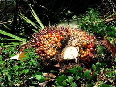 Palm oil seeds