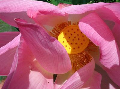 Lillies at Shangrila - Rasa Ria