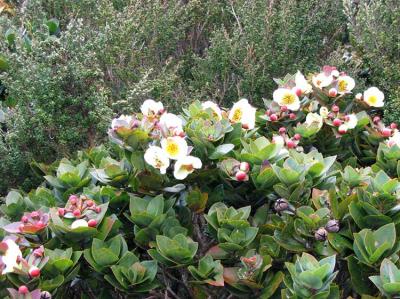 Native flowers