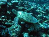 Dive in Sipadan