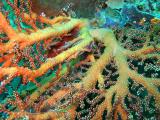 Dive in Sipadan