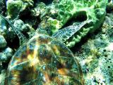 Dive in Sipadan