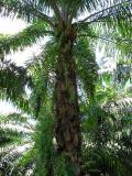 Date Palms (Palm Oil)