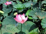 Lillies at Shangrila - Rasa Ria