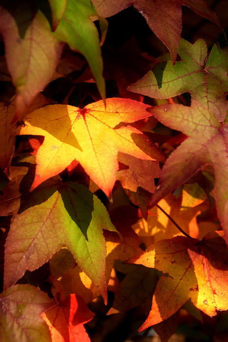 Autumn Warmth