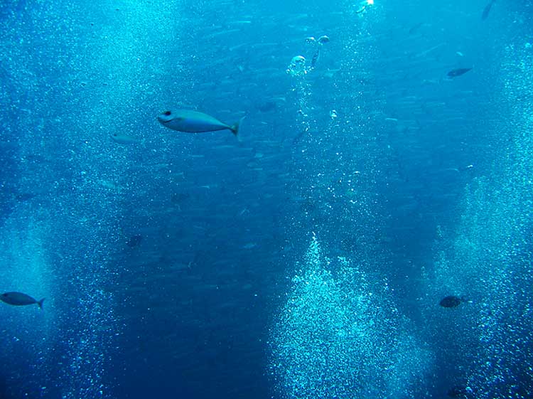 Dive in Sipadan