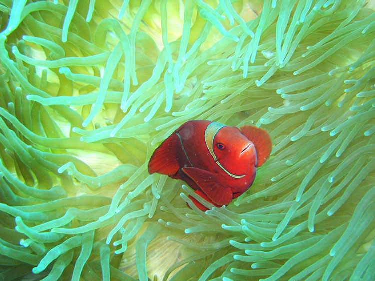 Dive in Sipadan