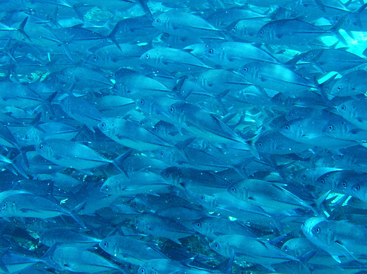 Dive in Sipadan