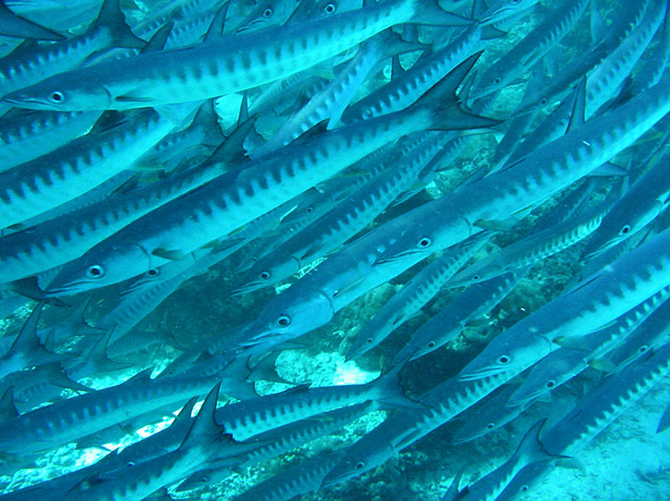 Dive in Sipadan