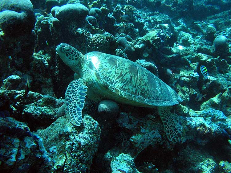 Dive in Sipadan