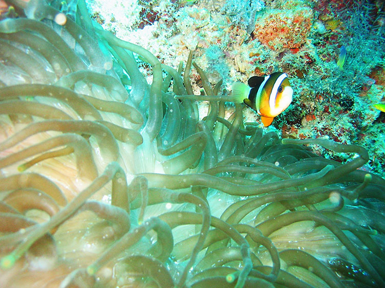 Dive in Sipadan