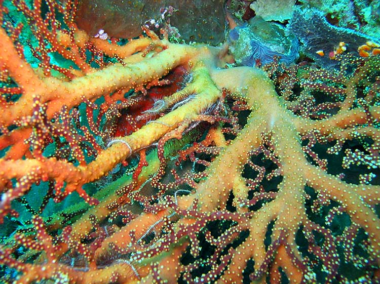 Dive in Sipadan