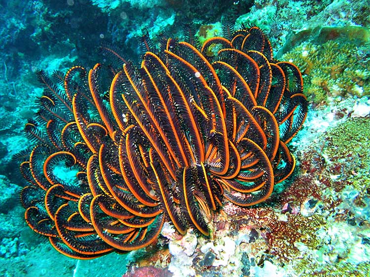 Dive in Sipadan