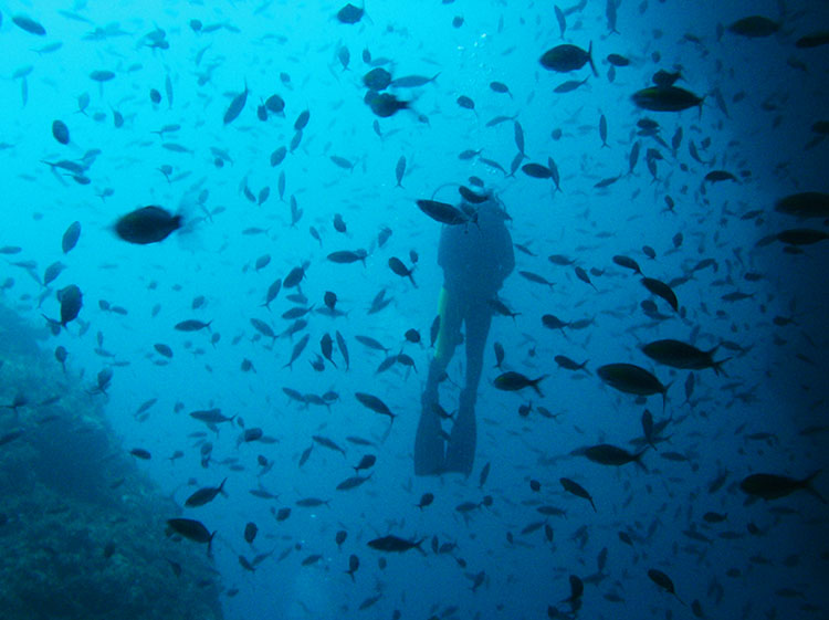 Dive in Sipadan