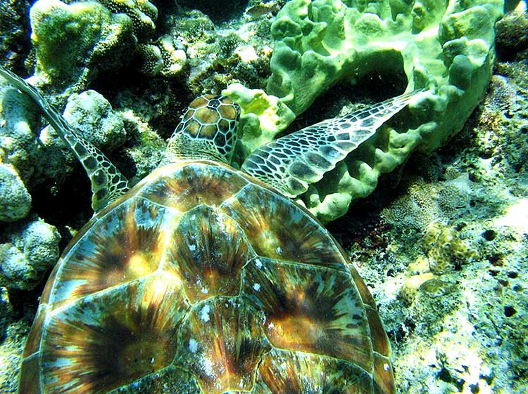Dive in Sipadan