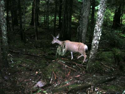 Deer on trail