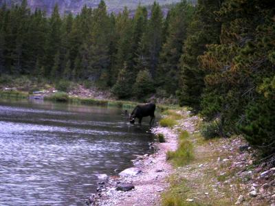 Bull Feeding
