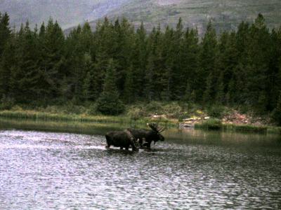 Confrontation - Two Bulls