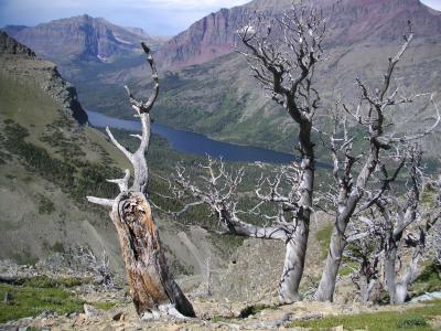 Better Tree Ancients