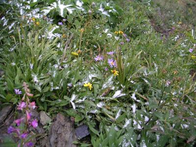 Snowy Flowers