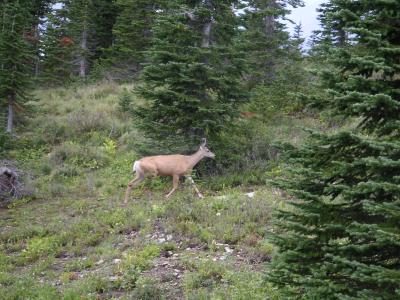 Bambi