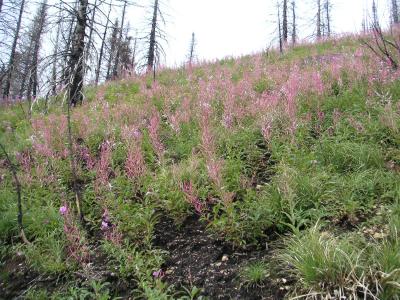 Beautiful Flowers Following Last Year's Fire