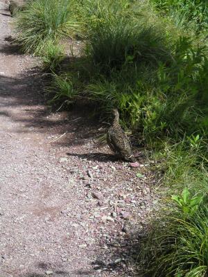 The Ptarmigan