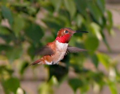 Hummer 1