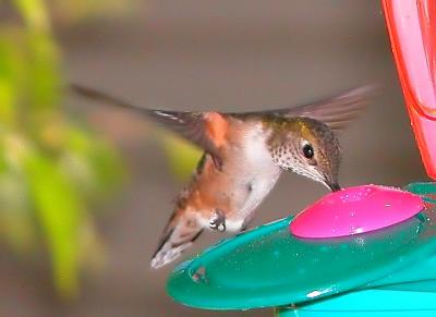 Hummer 6