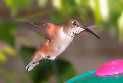 Hummer 7